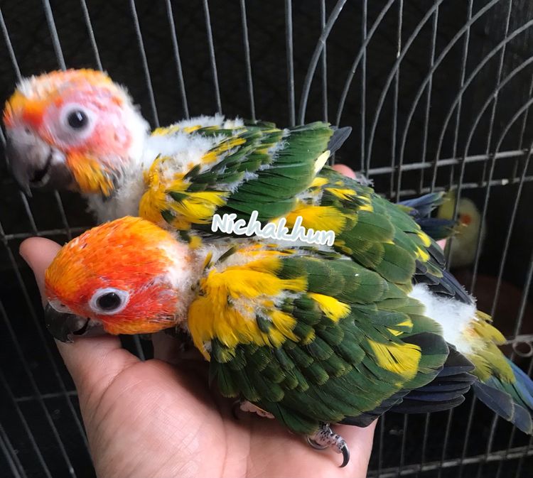 ลูกป้อน ซัน รูปที่ 4