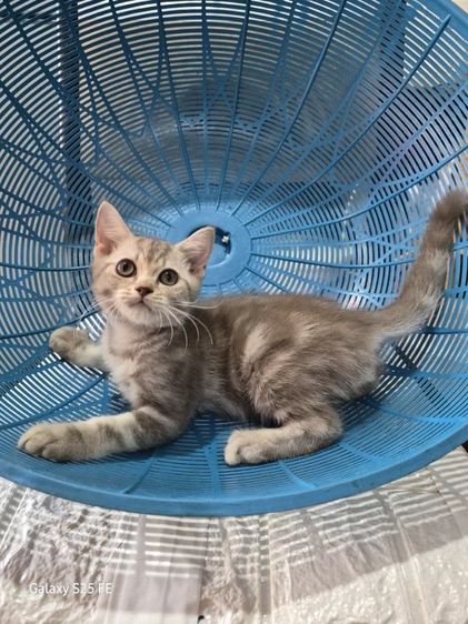 แมว รูปที่ 2