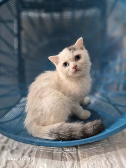 แมว รูปที่ 6