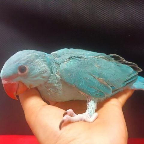 อื่นๆ นกแก้ว