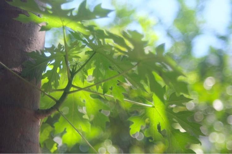 เลนส์ FUJINON รูปที่ 12