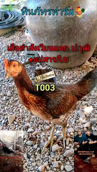 หลานก้องพายุ รูปที่ 6