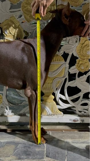 doberman เพศผูั  รูปที่ 5