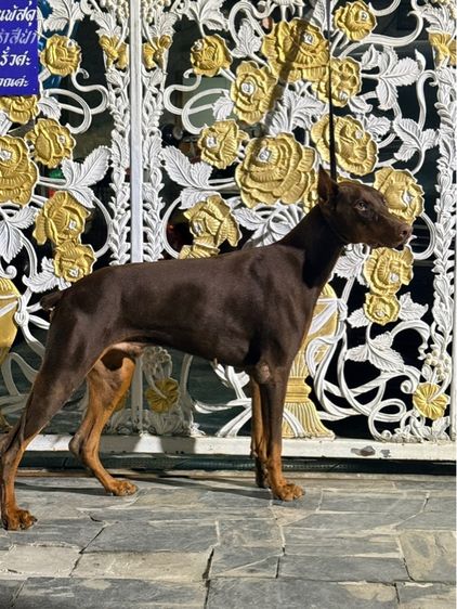 doberman เพศผูั  รูปที่ 6