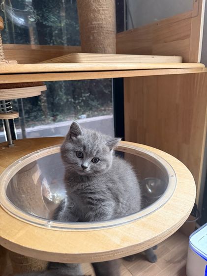 บริติชสีบลู หลุดจอง พร้อมย้าย