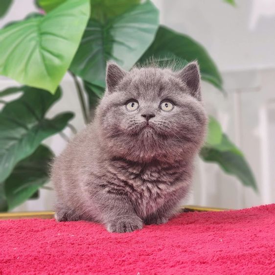 แมวมันช์กิ้นขาสั้น ดช 2เดือน รูปที่ 2