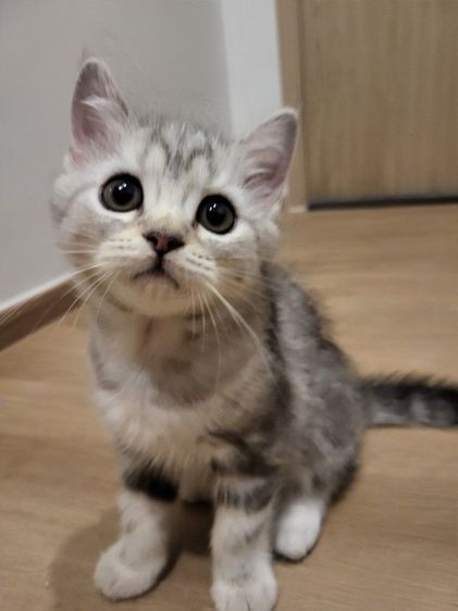 น้องแมวสก๊อตติช โฟลด์ 🩶สี Silver Tabby (ดช 2 ดญ1) รูปที่ 3