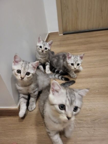 สก็อตติช โฟลด์ (Scottish Fold) น้องแมวสก๊อตติช โฟลด์ 🩶สี Silver Tabby (ดช 2 ดญ1)