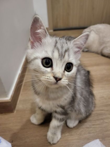 น้องแมวสก๊อตติช โฟลด์ 🩶สี Silver Tabby (ดช 2 ดญ1) รูปที่ 9