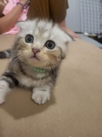 น้องแมวสก๊อตติช โฟลด์ 🩶สี Silver Tabby (ดช 2 ดญ1) รูปที่ 13