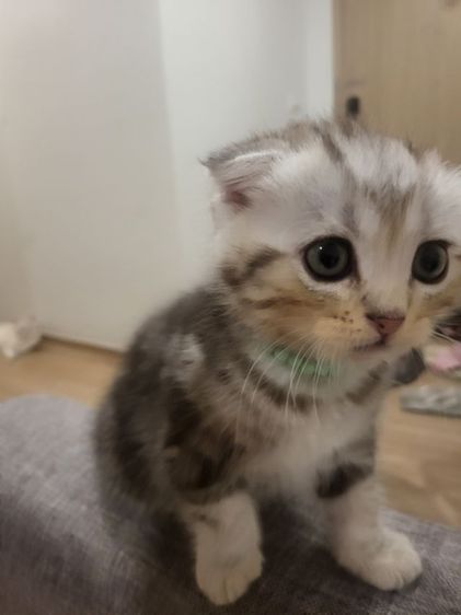 น้องแมวสก๊อตติช โฟลด์ 🩶สี Silver Tabby (ดช 2 ดญ1) รูปที่ 15