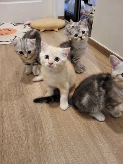 น้องแมวสก๊อตติช โฟลด์ 🩶สี Silver Tabby (ดช 2 ดญ1) รูปที่ 5