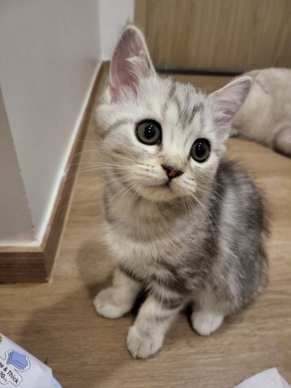 น้องแมวสก๊อตติช โฟลด์ 🩶สี Silver Tabby (ดช 2 ดญ1) รูปที่ 2