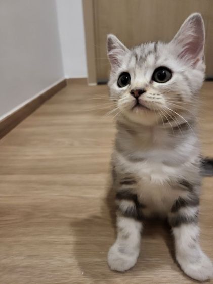 น้องแมวสก๊อตติช โฟลด์ 🩶สี Silver Tabby (ดช 2 ดญ1) รูปที่ 11