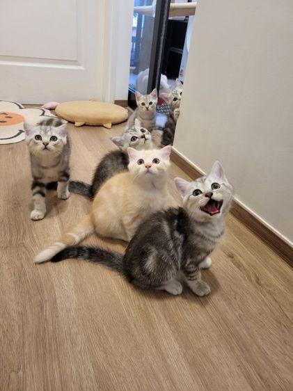 น้องแมวสก๊อตติช โฟลด์ 🩶สี Silver Tabby (ดช 2 ดญ1) รูปที่ 14