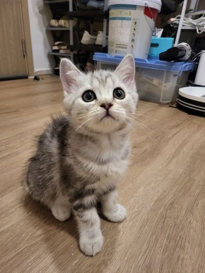 น้องแมวสก๊อตติช โฟลด์ 🩶สี Silver Tabby (ดช 2 ดญ1) รูปที่ 10
