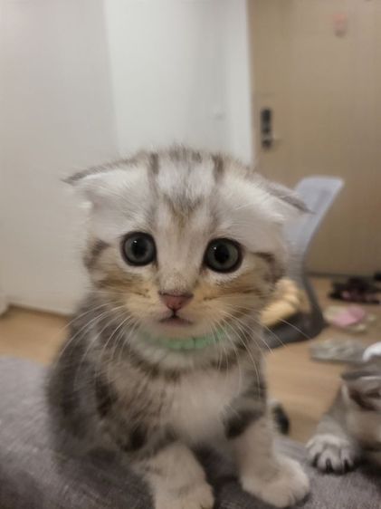 น้องแมวสก๊อตติช โฟลด์ 🩶สี Silver Tabby (ดช 2 ดญ1) รูปที่ 12