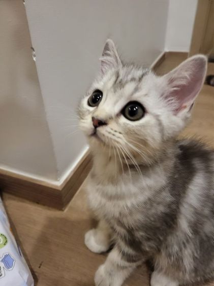 น้องแมวสก๊อตติช โฟลด์ 🩶สี Silver Tabby (ดช 2 ดญ1) รูปที่ 8