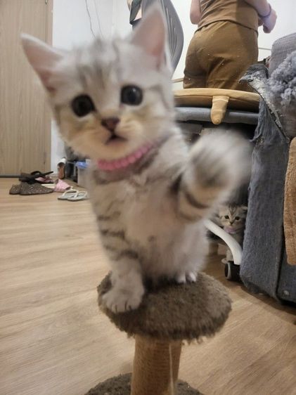 น้องแมวสก๊อตติช โฟลด์ 🩶สี Silver Tabby (ดช 2 ดญ1) รูปที่ 7