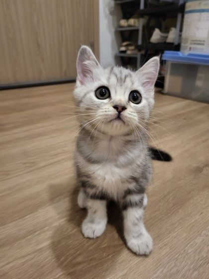 น้องแมวสก๊อตติช โฟลด์ 🩶สี Silver Tabby (ดช 2 ดญ1) รูปที่ 4