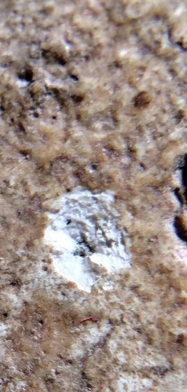 พระสมเด็จวัดระฆัง บางขุนพรหม เกศไชโย หลวงปู่ภู หลวงปู่นาค รูปที่ 9