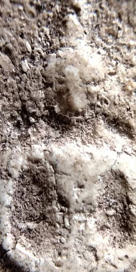 พระสมเด็จวัดระฆัง บางขุนพรหม เกศไชโย หลวงปู่ภู หลวงปู่นาค รูปที่ 14