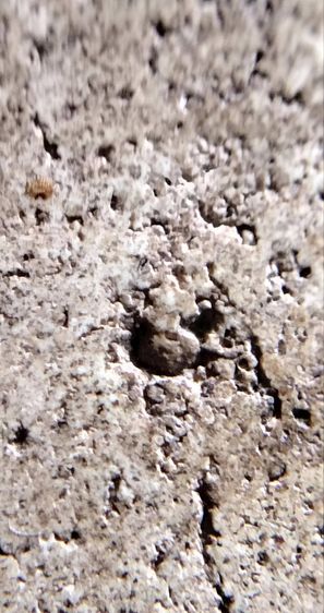 พระสมเด็จวัดระฆัง บางขุนพรหม เกศไชโย หลวงปู่ภู หลวงปู่นาค รูปที่ 5