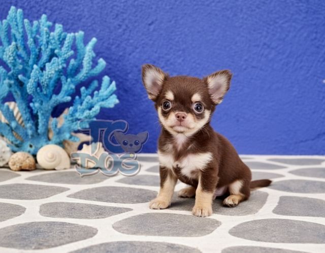 💙(teacupdog)ตัวจิ๋ว สีช็อคขนยาวเพศเมีย รูปที่ 2
