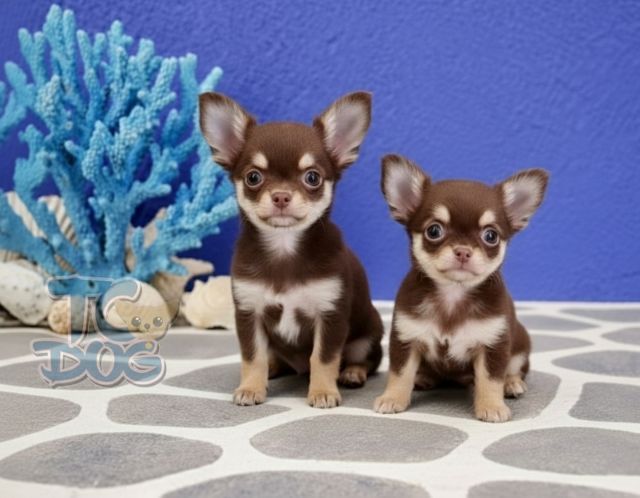 💙(teacupdog)ตัวจิ๋ว สีช็อคขนยาวเพศเมีย รูปที่ 4