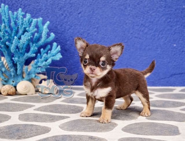 💙(teacupdog)ตัวจิ๋ว สีช็อคขนยาวเพศเมีย