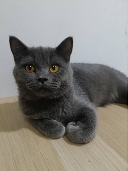 สก๊อตติช รูปที่ 2