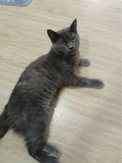 สก๊อตติช