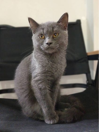 สก๊อตติช รูปที่ 3