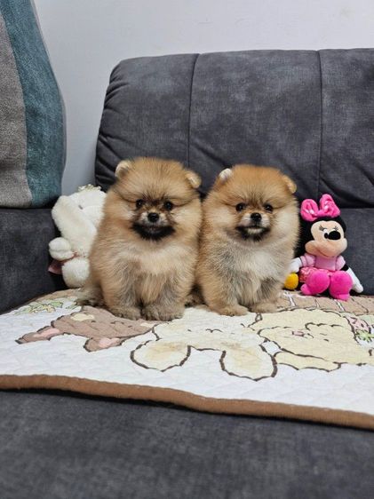 ปอมหน้าหมีเพศหญิง