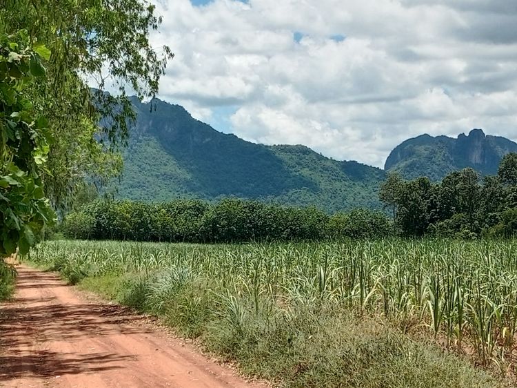 ขายดินโฉนด 32 ไร่ 3 งาน 34ตรว.ภูกระดึง รูปที่ 3