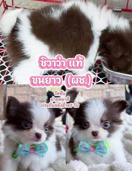 ชิวาวาขนยาว