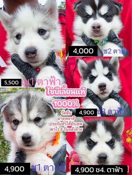 ไซบีเรียนแท้