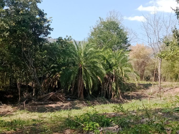 ขายที่ดินติดถนน ภูกระดึง รูปที่ 3