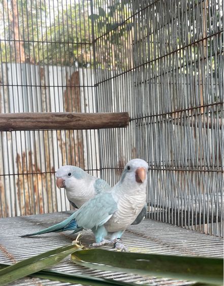 บลู โอพาลาย ครอสโอเวอร์