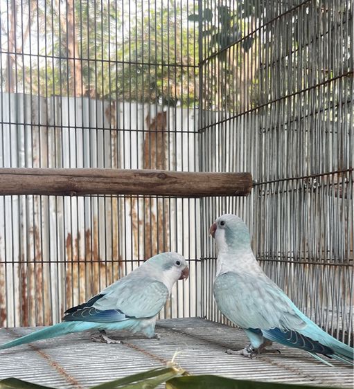 บลู โอพาลาย  ครอสโอเวอร์ รูปที่ 2