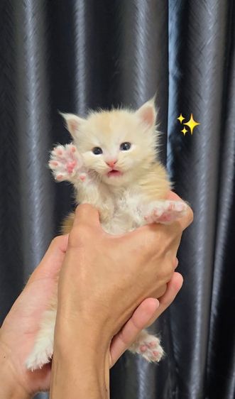 น้องแมวเมนคูน (Mainecoon) สายเลือด Internal champion.