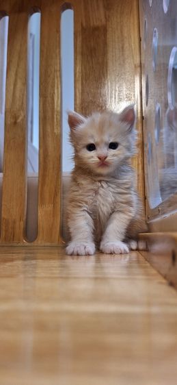 น้องแมวเมนคูน (Mainecoon) สายเลือด Internal champion. รูปที่ 2