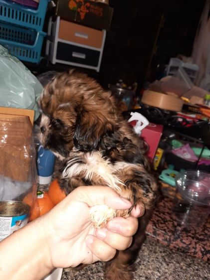 ขาย สุนัข พันธุ์ ชิสุ รูปที่ 5