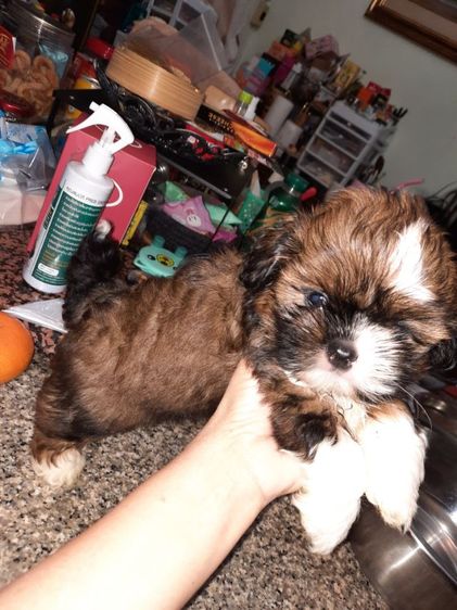 ขาย สุนัข พันธุ์ ชิสุ