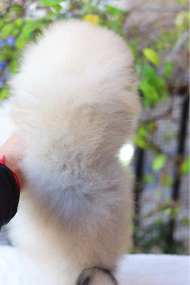 ปอมเมอเรเนียน เพศผู้สีส้ม รูปที่ 3