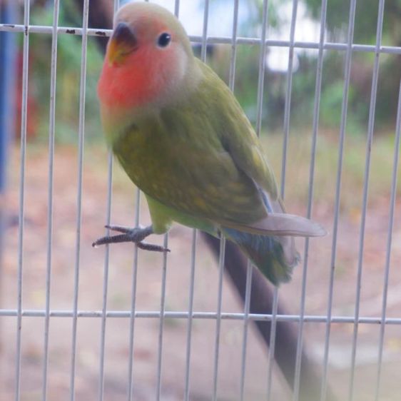 เลิฟเบิร์ดไม่ขอบตา  วัยหัดบินกินเองได้แล้ว รูปที่ 3