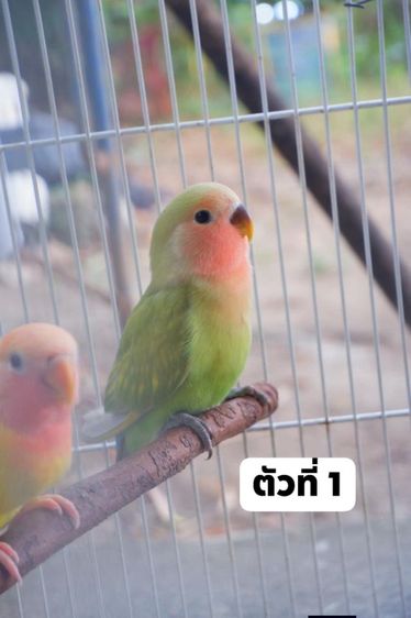 เลิฟเบิร์ดไม่ขอบตา  วัยหัดบินกินเองได้แล้ว