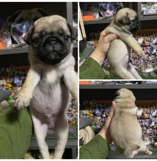 ปั๊ก เด็กชาย 2 ตัว