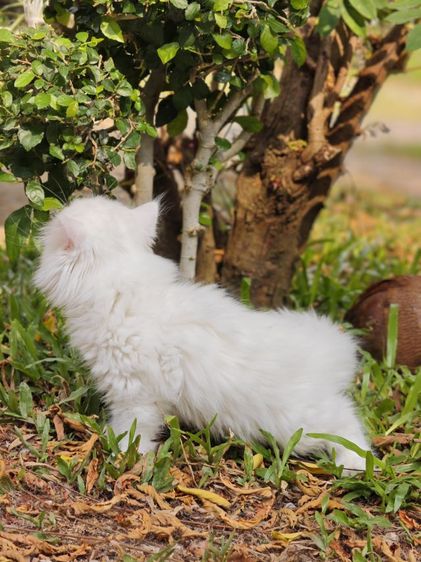 ลูกแมวเปอร์เซีย รูปที่ 9