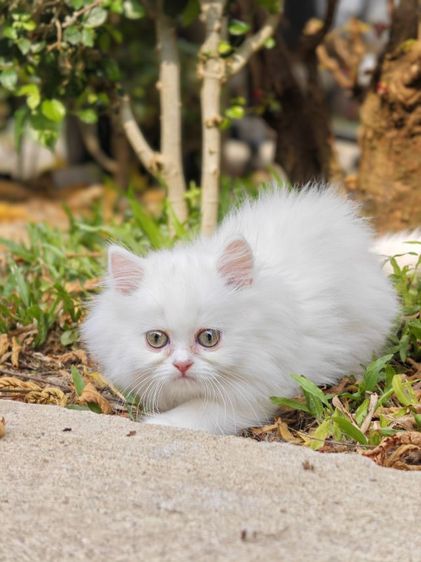 ลูกแมวเปอร์เซีย รูปที่ 16